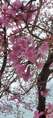 Handroanthus heptaphyllus