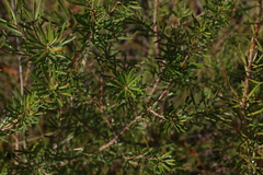 Persoonia virgata