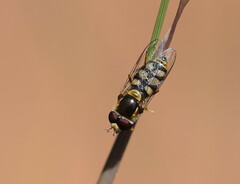 Simosyrphus grandicornis