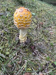Amanita wellsii