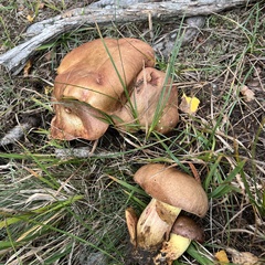 Butyriboletus appendiculatus