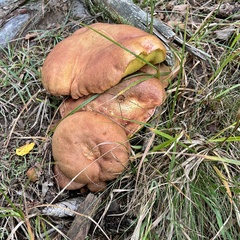 Butyriboletus appendiculatus
