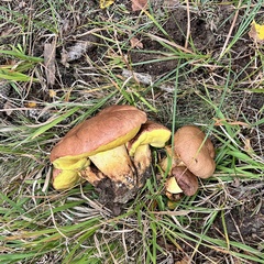 Butyriboletus appendiculatus