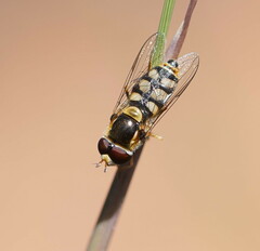 Simosyrphus grandicornis