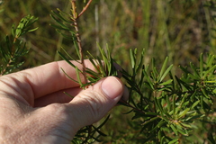 Persoonia virgata