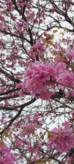 Handroanthus heptaphyllus
