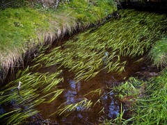 Sparganium fluctuans