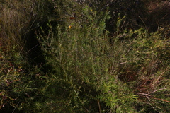 Persoonia virgata