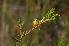 Persoonia virgata