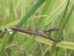 Statilia maculata maculata