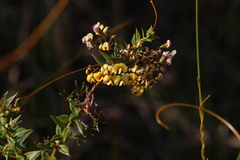 Daviesia umbellulata