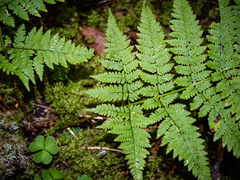 Dryopteris campyloptera image