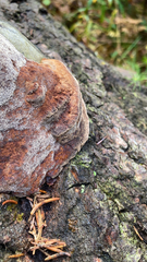 Fuscoporia gilva