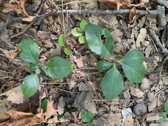 Polygaloides paucifolia