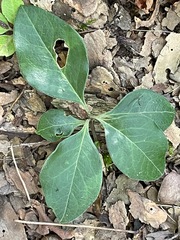 Polygaloides paucifolia