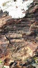 Ceratiomyxa fruticulosa