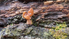 Gyromitra infula
