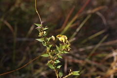 Daviesia umbellulata