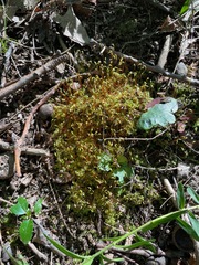 Amblystegium