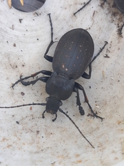 Carabus hortensis