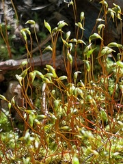 Amblystegium
