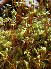 Amblystegium