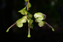 Grevillea mucronulata