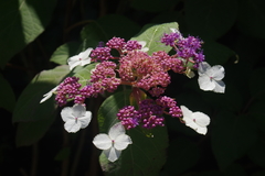 Hydrangea aspera