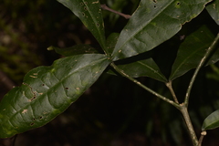 Melicope micrococca