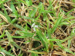 Cenchrus clandestinus