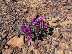 Antimima minutifolia