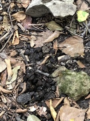 Cervus elaphus corsicanus