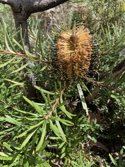 Banksia neoanglica