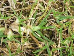 Cenchrus clandestinus