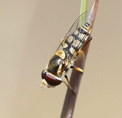 Simosyrphus grandicornis