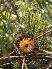 Banksia neoanglica