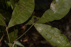 Melicope micrococca
