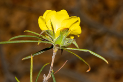 Hibbertia subvillosa