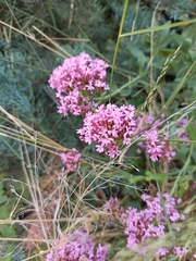 Centranthus ruber