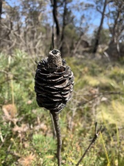 Banksia neoanglica
