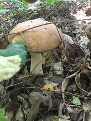 Boletus edulis