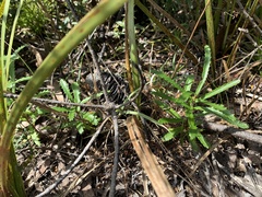 Banksia neoanglica