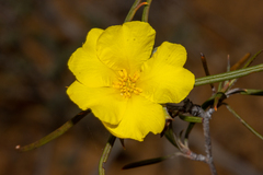 Hibbertia subvillosa