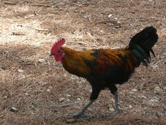 Gallus gallus domesticus