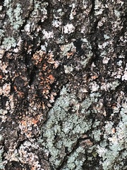 Phaeophyscia rubropulchra