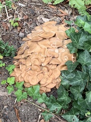 Desarmillaria tabescens