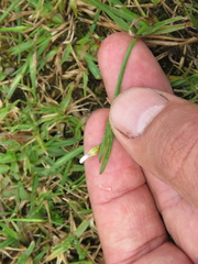 Sisyrinchium micranthum