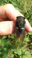 Neotibicen tibicen australis