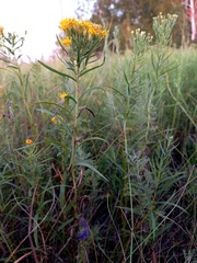 Galatella biflora