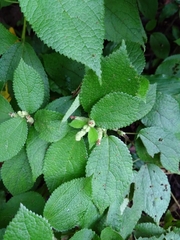 Boehmeria pilosiuscula